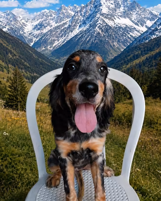 Setter inglese