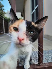 Gattina