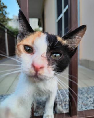 Gattina