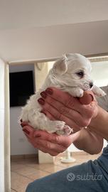 Cucciolo maltese