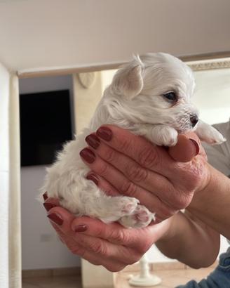 Cucciolo maltese