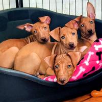 Cirneco dell'Etna - Cuccioli