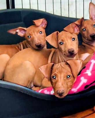 Cirneco dell'Etna - Cuccioli