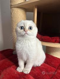 Cuccioli scottish
