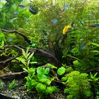 Potature piante acquario