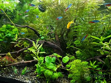 Potature piante acquario