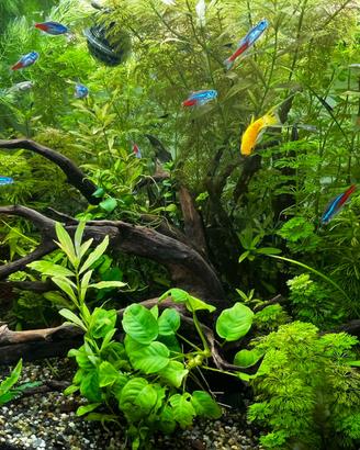 Potature piante acquario