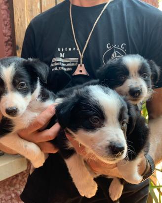 Cucciolo maschio di Border Collie