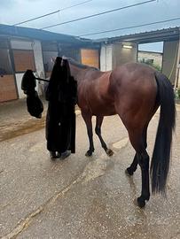 Psi 5 anni bravissimo