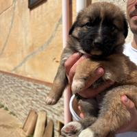 Cuccioli pastore tedesco- maremmano