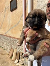 Cuccioli pastore tedesco- maremmano
