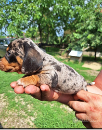 Bassotto nano arlecchino silver