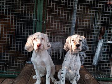 Cuccioli di setter inglesi 