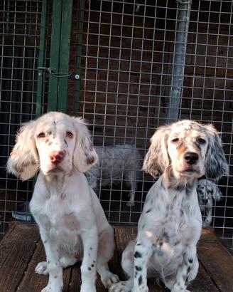 Cuccioli di setter inglesi 