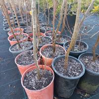Carpino Bianco Betullus e Carpino Nero in vaso