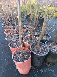 Carpino Bianco Betullus e Carpino Nero in vaso