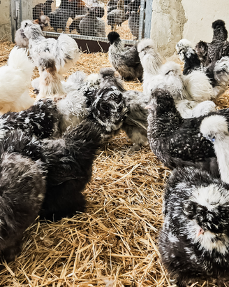 Galline moroseta mottled