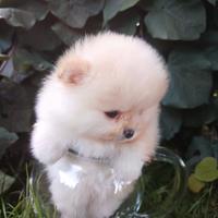 Spitz Pomerania volpino nano