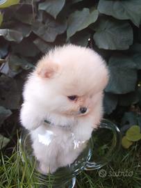Spitz Pomerania volpino nano