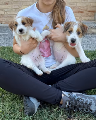 Jack Russell cuccioli