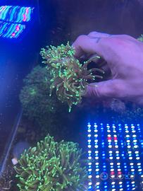 Acquario marino
