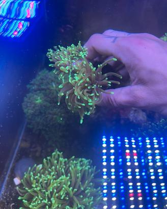 Acquario marino