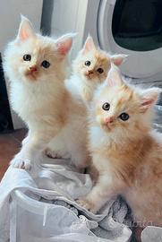 Cuccioli di razza Maine Coon