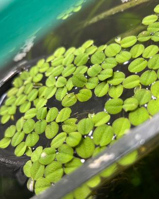 Salvinia