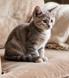 Gattino 3 mesi