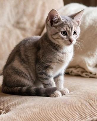 Gattino 3 mesi