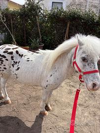 Mini pony femmina