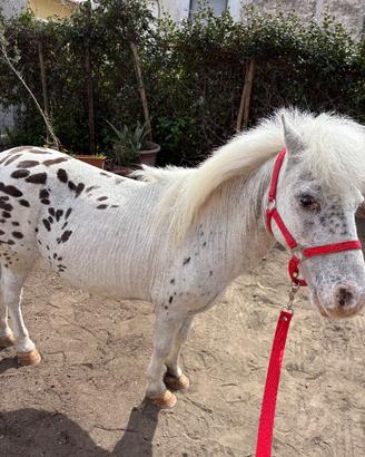Mini pony femmina