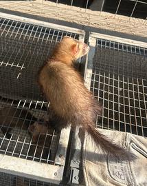 Furetta
