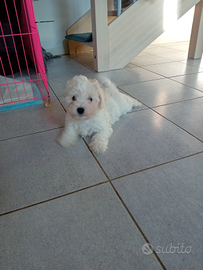 Bichon a poil frisé