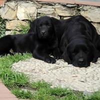 Ultimo cucciolo nero