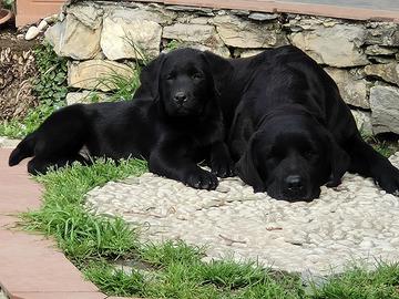 Ultimo cucciolo nero