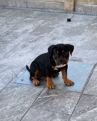 Cuccioli american bully