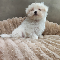 Cucciolo maltese