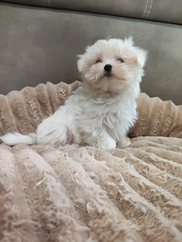 Cucciolo maltese
