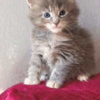 Maine Coon pedigree Afef ~Nefti