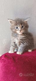 Maine Coon pedigree Afef ~Nefti