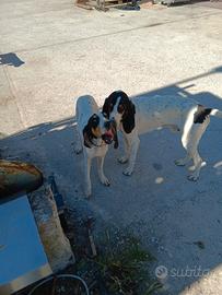 Cuccioloni di ariegeois