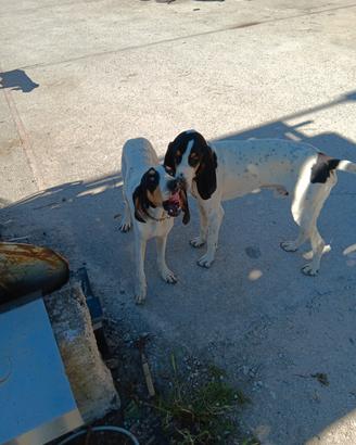 Cuccioloni di ariegeois