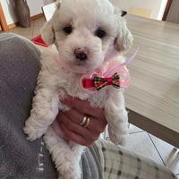 Maltipoo
