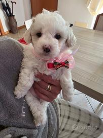 Maltipoo