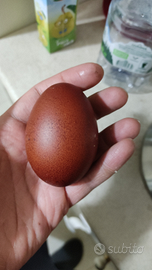 U.o.v.a. marans galline