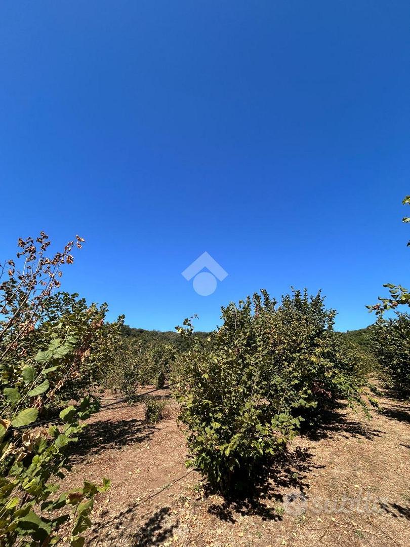 TER. AGRICOLO A CIVITA CASTELLANA - Vista 5