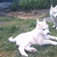 Cuccioli di Siberian Husky con pedigree ENCI