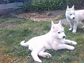 Cuccioli di Siberian Husky con pedigree ENCI
