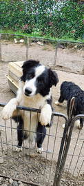 Border collie cucciolone